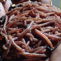 Spocastings Vermicomposting LLC. Red Wiggler And European Nightcrawlers For Composting. 