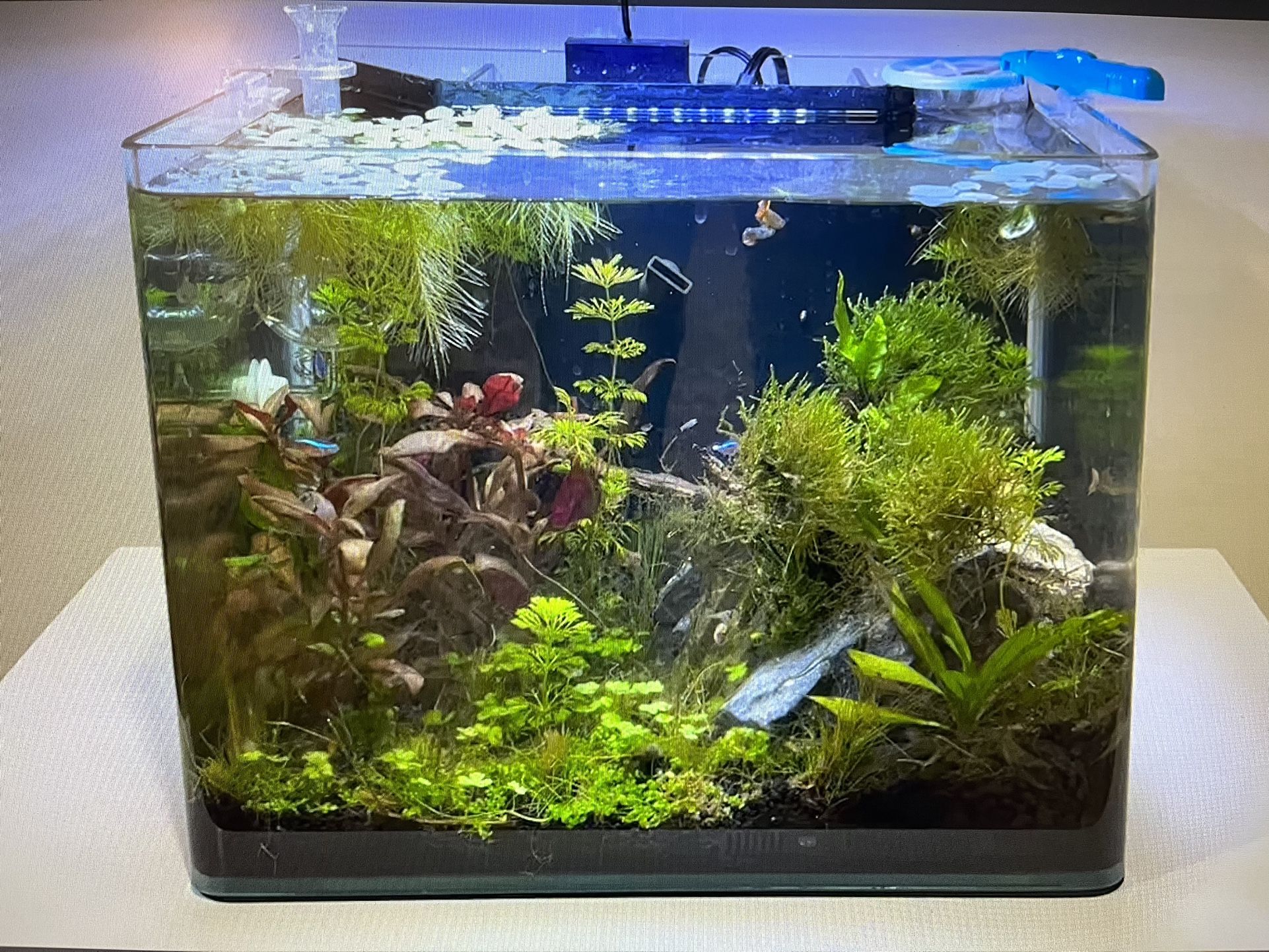 Frameless Aquarium 7 Gallon