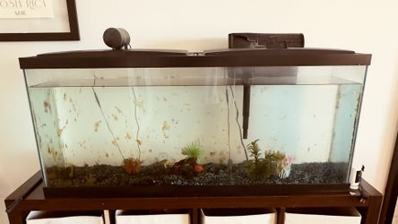 55 Gallon Tank Aquarium