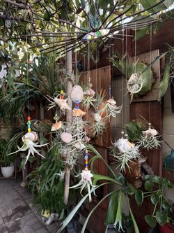 Seashells With Airplants