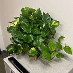 Very Large hanging Pothos plant