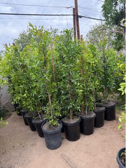 Ficus Trees For Privacy Hedges