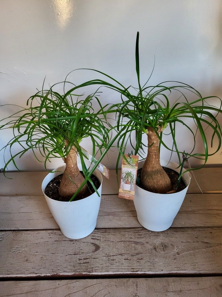 Ponytail Plant 6" Pot $5 Each