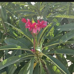 Plumeria
