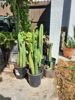 Cactus