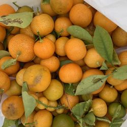 Kumquat 5$/poud
