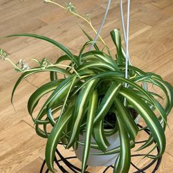 Curly Spider Plant