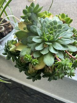 Big Succulent Plant 