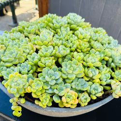 LAVISH Large Sedum Clavatum Succulents in Grey Bowl Pot
