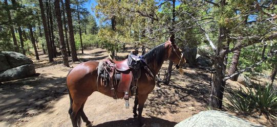 TRADE- My Horse For A Trailer or see ad