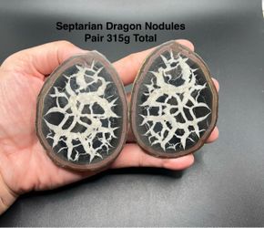 Septarian Dragon Nodules (Pair) from Morocco 315g Total