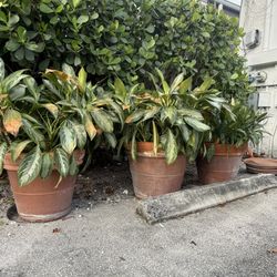 Large Terracotta Pots