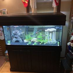 75 gallon fish tank