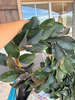 Two Matching Greenery Wreaths