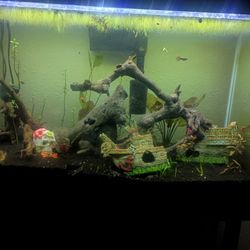 29 Gallon Freshwater Tank With Stand And Everything Needed To Run A Tank. 