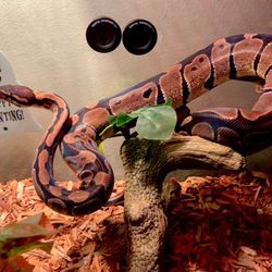 Ball Python Enclosure 