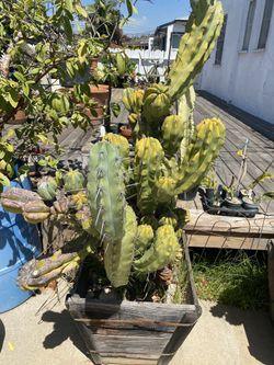 Crested Monstrose Cactus