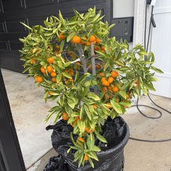 Satsuma Tangerine
