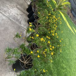 Yellow Daisys 5 Gallon 14$ Each