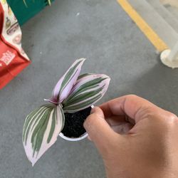 Any Plant $5