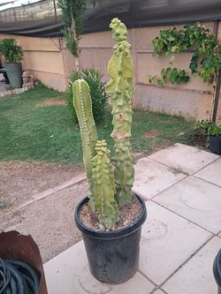 Totem pole cactus