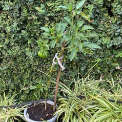 Pepper Plant In A Pot 