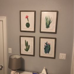 Cactus Pictures