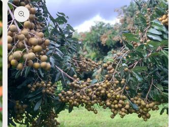Fallbrook Fresh organic longan fruit for sale very sweet and yummy 😋 新鲜现採有机龙眼很甜好吃