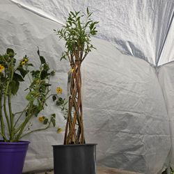 2 feet tall braided willow tree