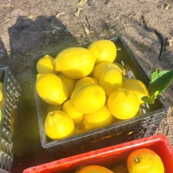 Organic Lemons