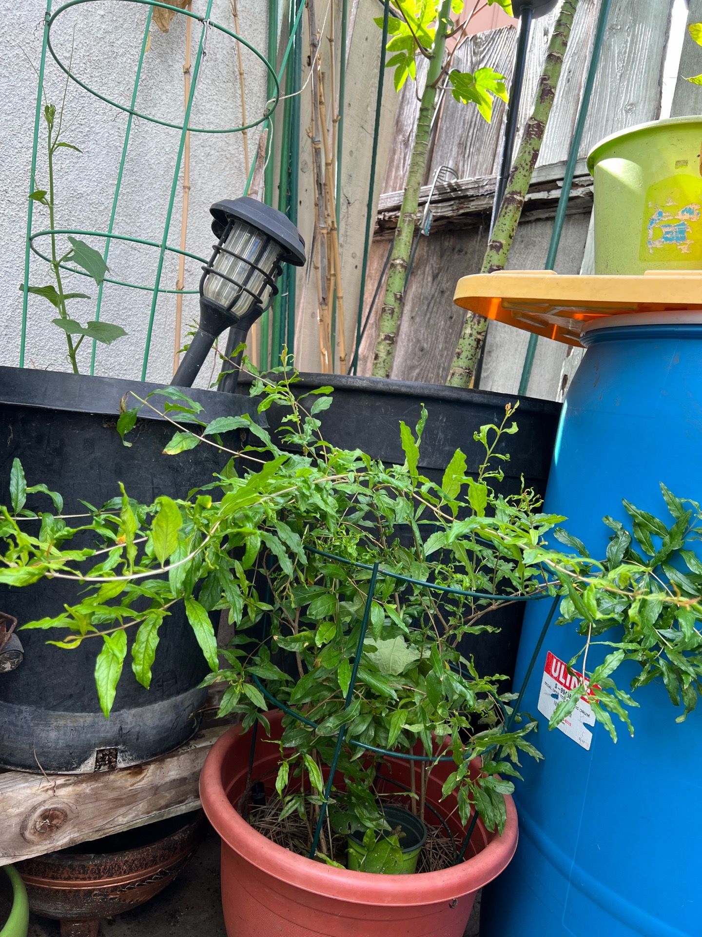 Pomegranate 2 plants (No pot) for $15