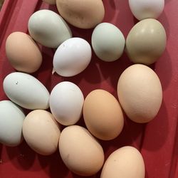 Organic Chicken Eggs