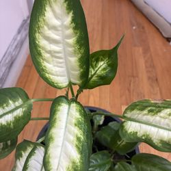 Dieffenbachia Dumb Cane