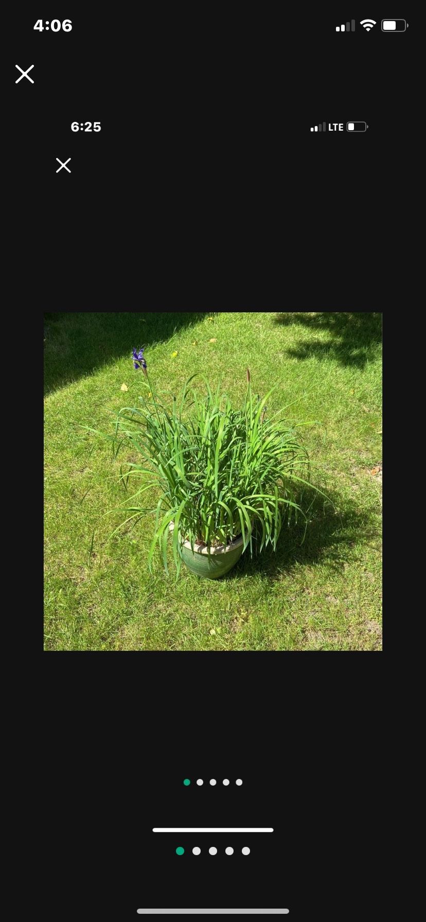 Caesars Brother Siberian Iris Perennial In 12" Ceramic Glazed Planter Flower Pot
