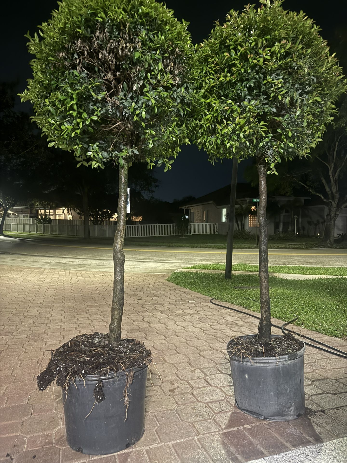Lollipop topiary plants