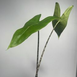Young Alocasia Zebrina (Elephant Ear) with Striped Stems