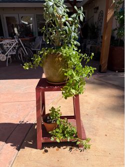 Potted plants & stand