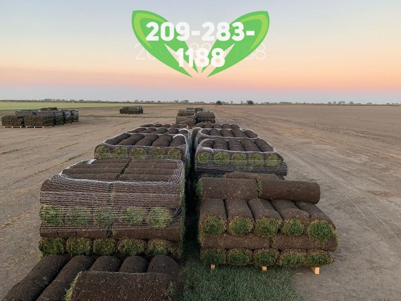 BEST QUALITY SOD
