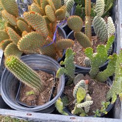 Cactus 🌵 Ornamental