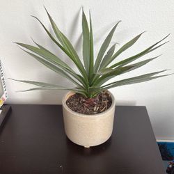 Fake Plant