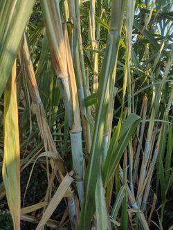 Sugar Canes