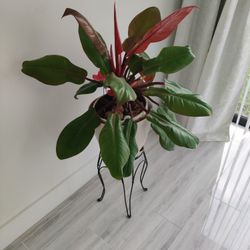 Real Plant And Ceramic Vase 