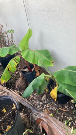 Plantas 🪴