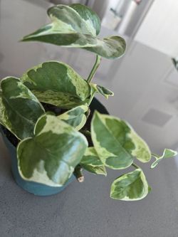 Pothos NJoy