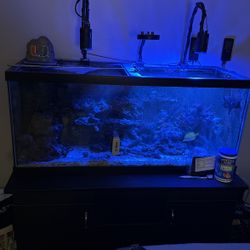 Fish Tank