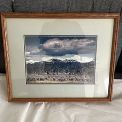 W. Perry Conway Signed Wildlife Photography Print - Zebras Framed 22x18