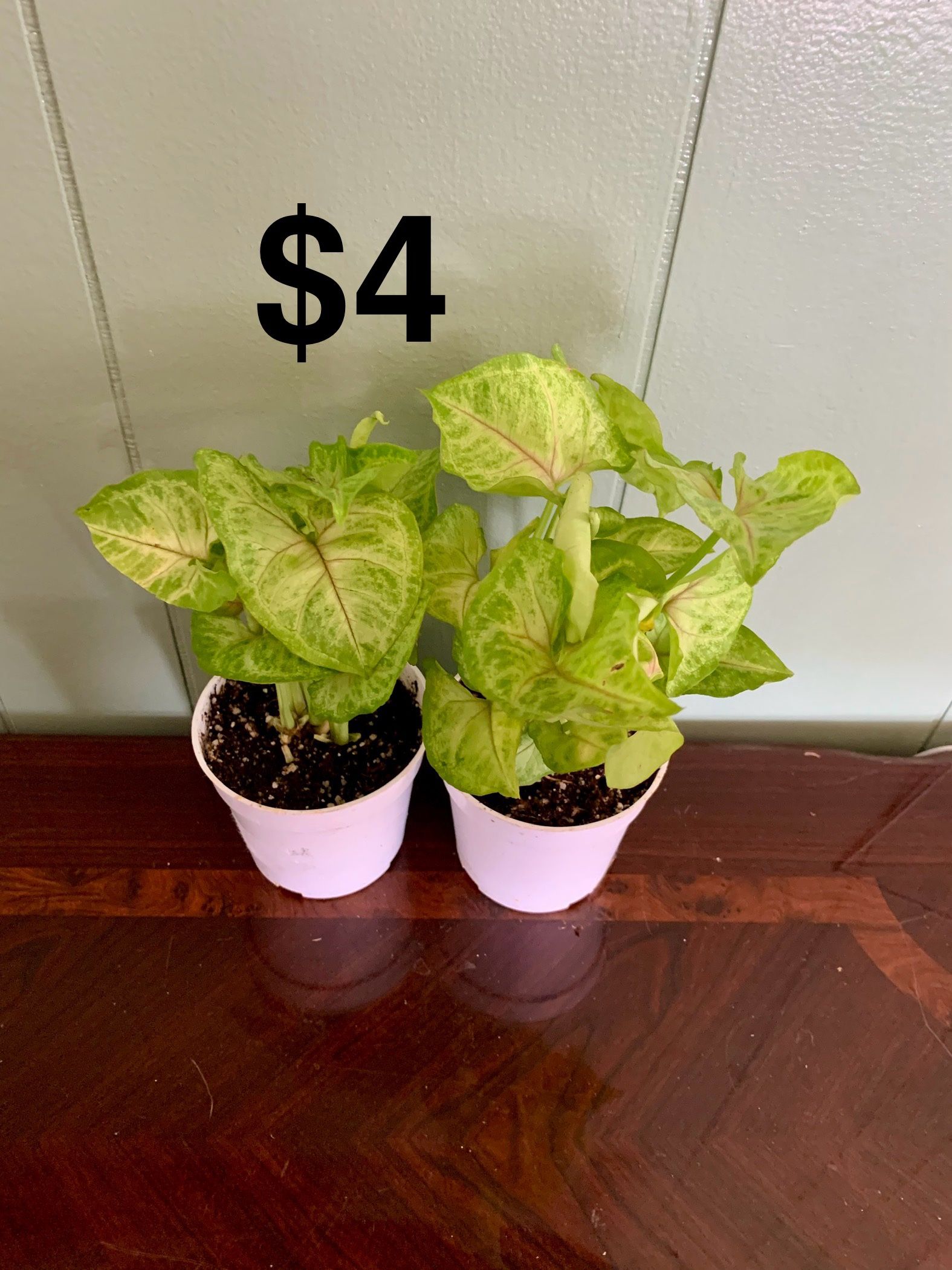 Arrowhead Plants