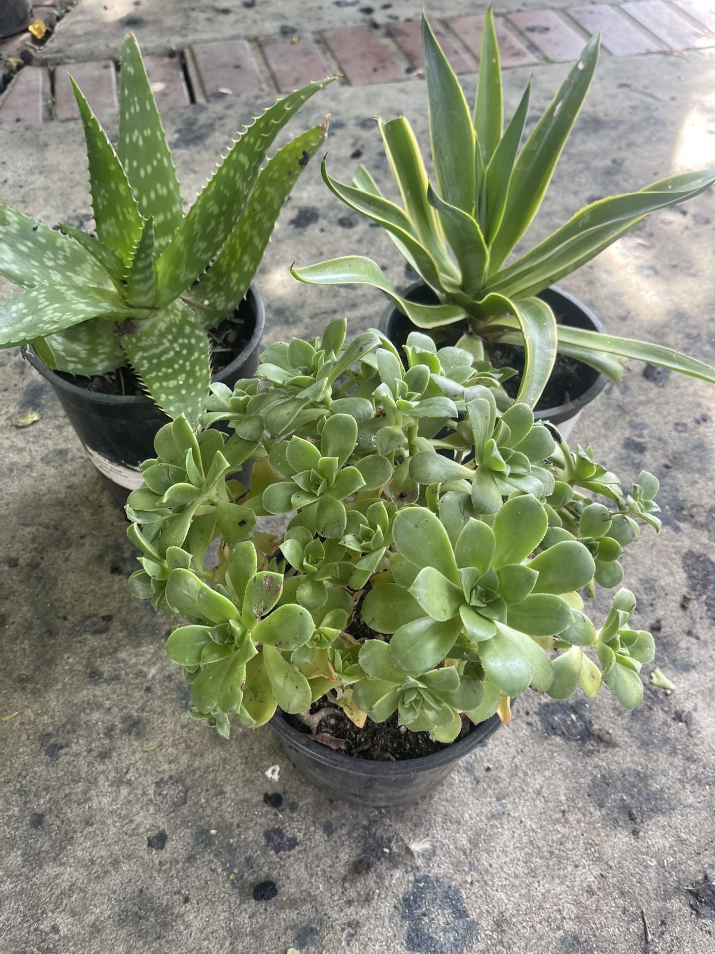Bundle 3 Plants