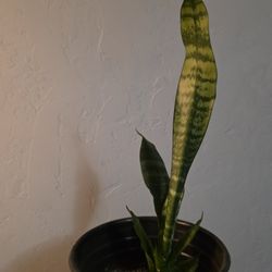 Snake Plant 