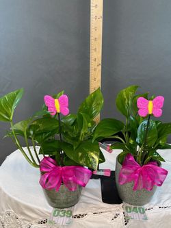 Mother’s Day Pothos Plants!